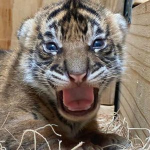 Meet your Posher, Dan